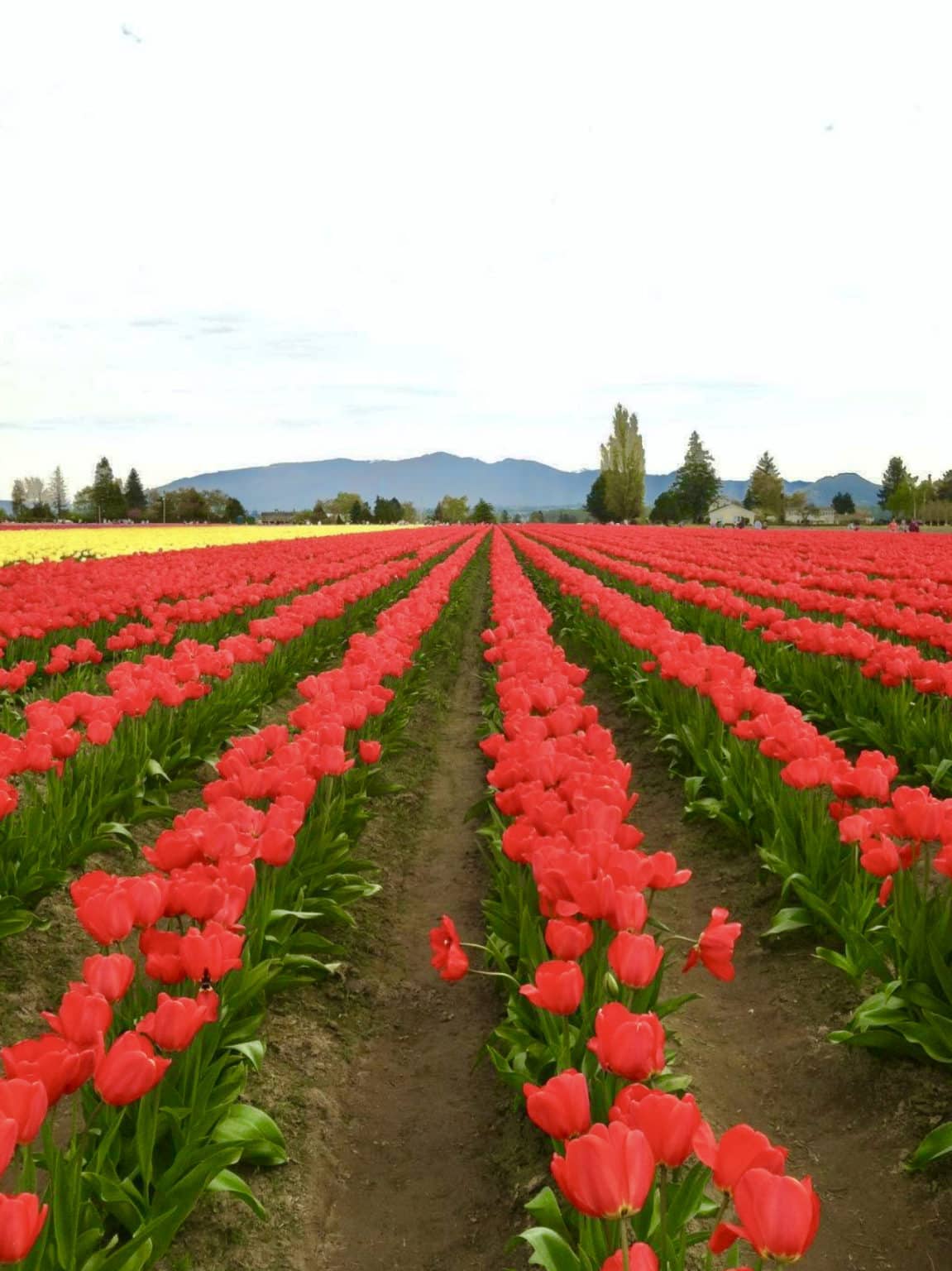 Tiptoeing Through The Tulips Tiptoeing Through The Tulips