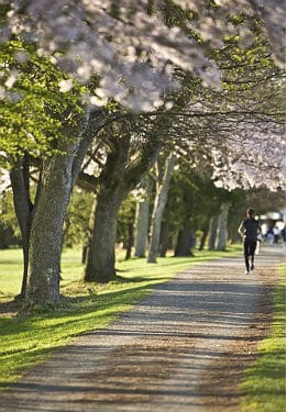 A runner jogging down a wooded path with white flowering trees and green grass.