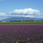 Korby Owns Tulip Field