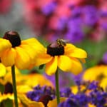 a bumble bee sitting on a black-eyed usan