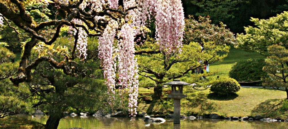 Japanses GArden with pond, cherry trees and green trees